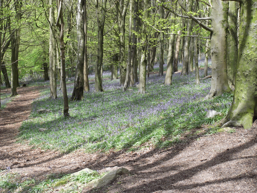 Bluebells on the Wenallt
